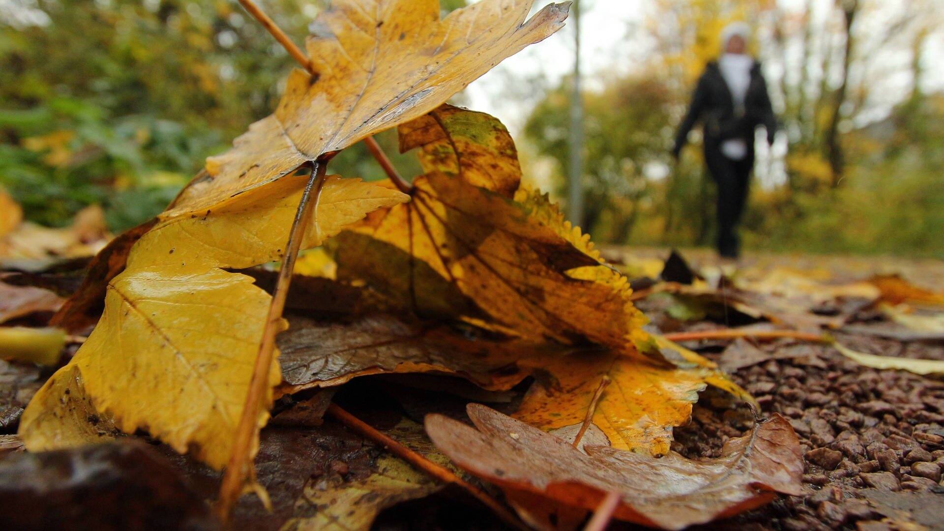 Warum der November ein toller Monat ist – Grund 3: Die Natur kann sich erholen. Symbolbild mit Herbsblättern am Wegrand und einer Fußgängerin im Hintergrund. (Foto: IMAGO, Ralph Peters)