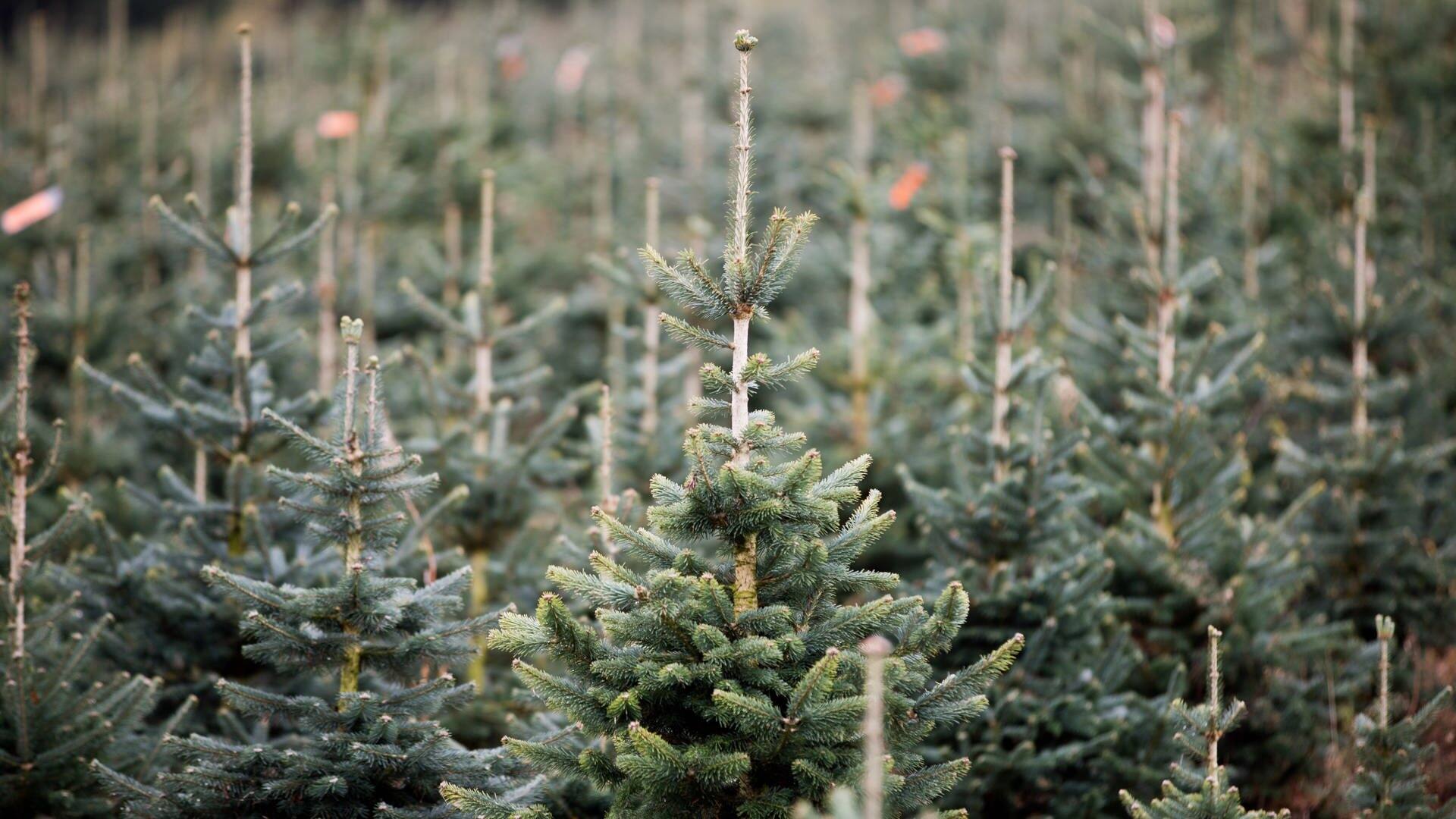 Zukünftige Weihnachtsbäume stehen auf einer Plantage im Sauerland. (Foto: dpa Bildfunk, picture alliance/dpa | Rolf Vennenbernd)