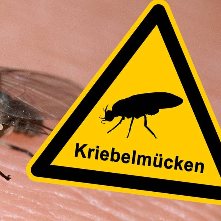 Die Kriebelmücke sitzt auf der Haut - Warnschild. Die kleine Mücke fühlt sich in Deutschland immer wohler. Ihr Stich ist ein Biss. Hier erfährst du, was du dagegen tun kannst. (Foto: picture-alliance / Reportdienste, picture alliance/WILDLIFE, Adobe Stock/fotohansel)