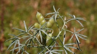 Lupine (Foto: picture-alliance / Reportdienste, picture alliance / imageBROKER | Caroline Brinkmann) Lupine