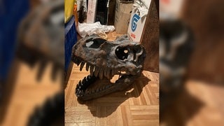 Ein Dinosaurierschädel liegt als Dekoobjekt auf dem Fußboden. (Foto: privat) Ein Dinosaurierschädel liegt als Dekoobjekt auf dem Fußboden.