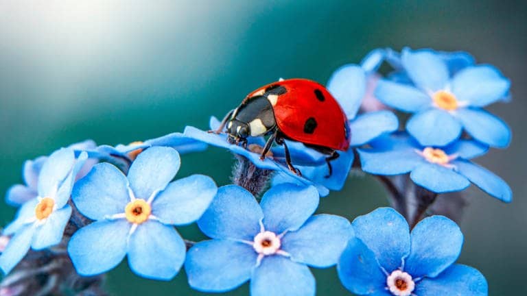Das ist keine Stinkwanze, sondern ein Marienkäfer mit rotem Panzer und schwarzen Punkten. Er sitzt auf einer Blüte. (Foto: Adobe Stock, Adobe Stock/blackdiamond67)