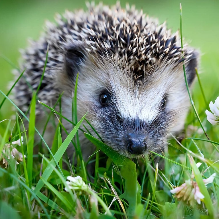 Igel im Gras (Foto: Adobe Stock/interpas)