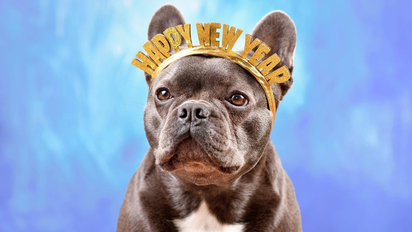 Hund mit einem "Happy New Year"-Reif (Foto: IMAGO, IMAGO / imagebroker)