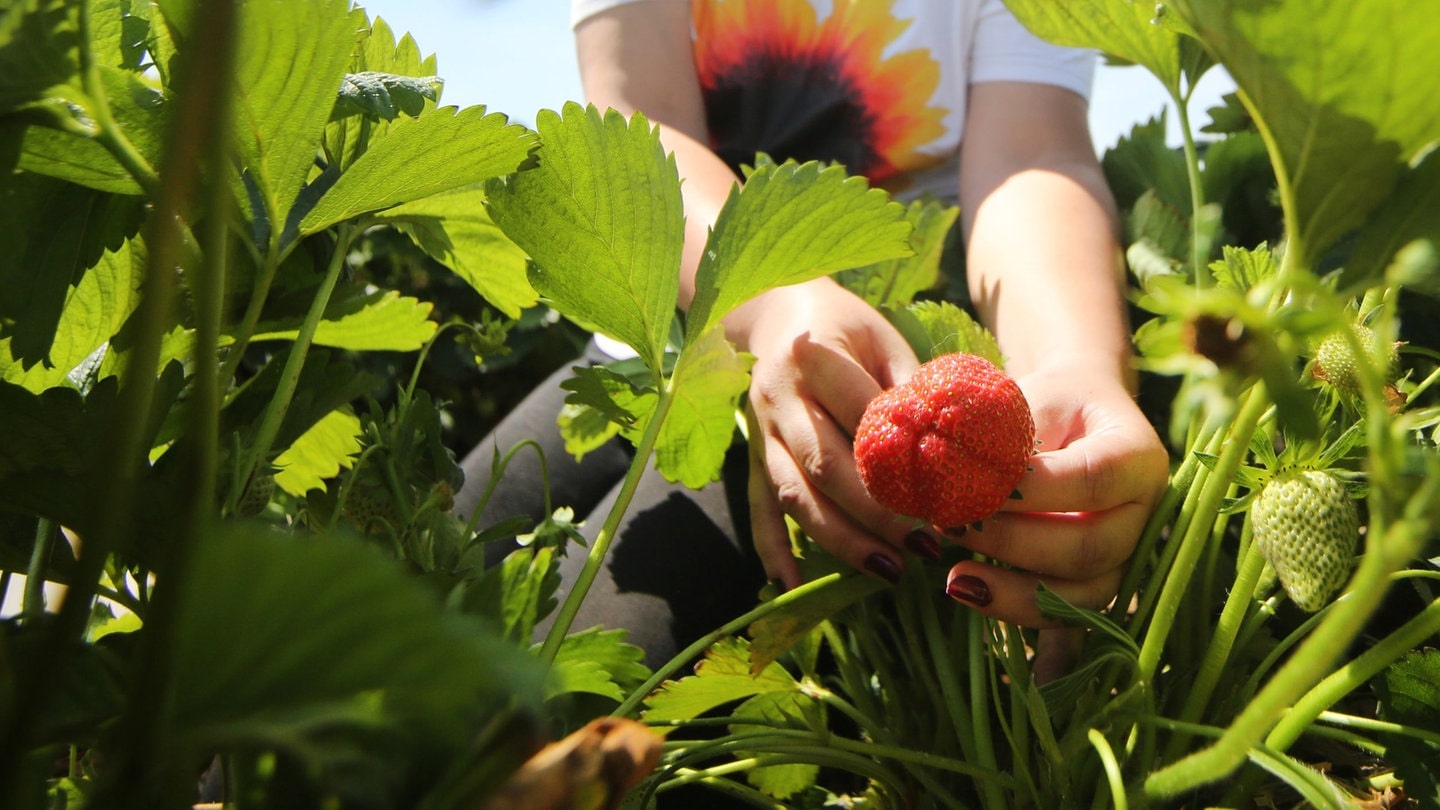 Erdbeeren auf dem Balkon (Foto: dpa Bildfunk, Picture Alliance)