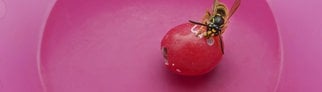 Was Wespen nicht mögen: Mit diesen 5 Tipps wirst du sie los!