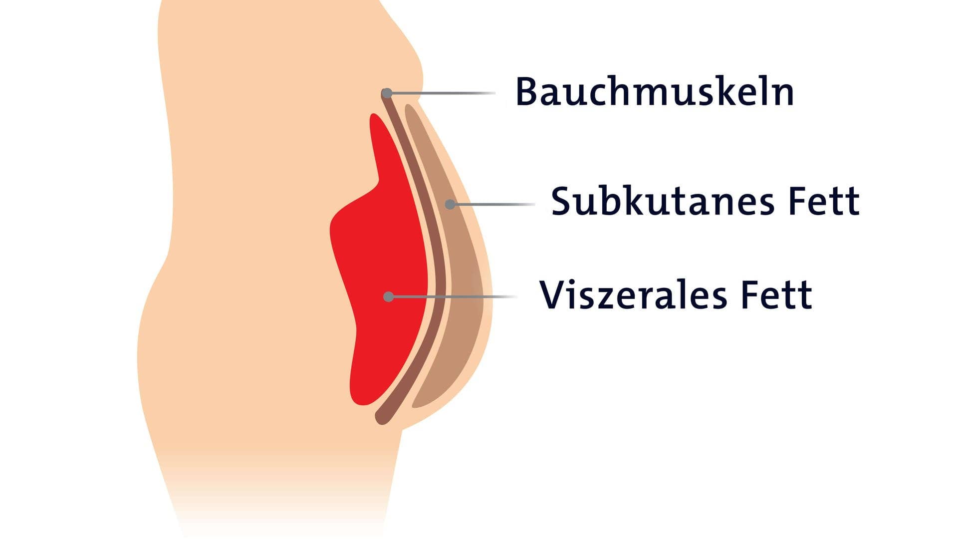 Bauchfett verlieren: Unterschied viszerales & subkutanes Fett in einer Grafik dargestellt