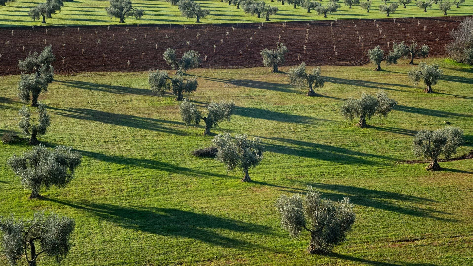 Olivenbäume in Spanien (Foto: picture-alliance / Reportdienste, picture alliance/dpa/XinHua | Meng Dingbo)
