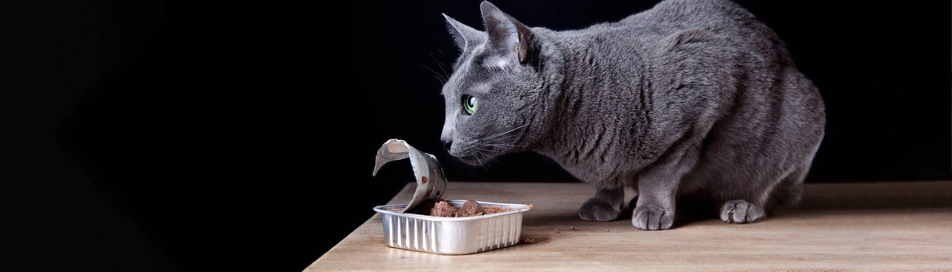 Katze schnuppert an einer Portion Nass-Katzenfutter.