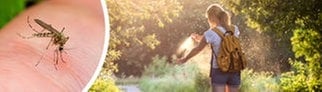 Eine Frau steht auf einem Waldweg und sprüht sich mit Anti-Mücken-Spray ein, um sich gegen Mückenstiche zu wehren. Links ist eine Stechmücke abgebildet.