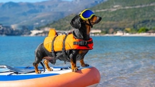 Hund mit Rettungsweste auf einem Stand-Up-Paddle, das von Stiftung Warentest geprüft wurde