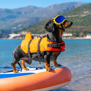 Hund mit Rettungsweste auf einem Stand-Up-Paddle, das von Stiftung Warentest geprüft wurde