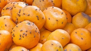 Fruchtfliegen sitzen auf Orange. 