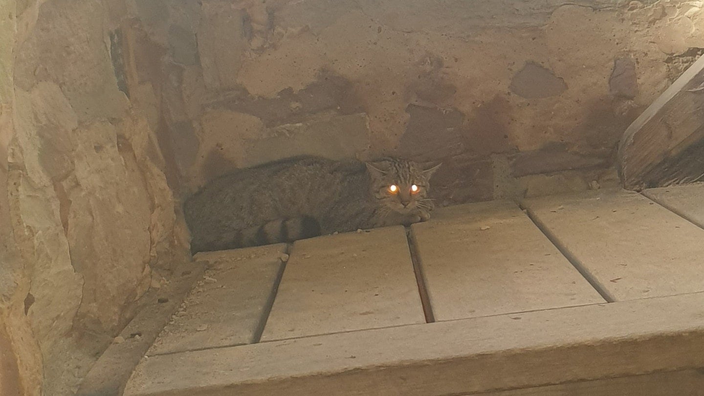 Foto: Polizeidirektion Northeim Wildkatze kauert in Ecke (Foto: Polizeidirektion Northeim )