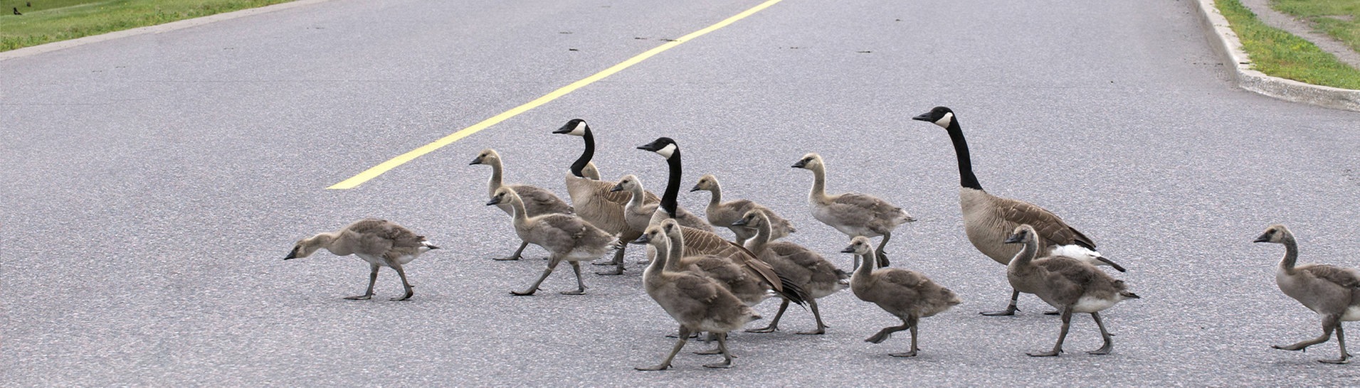 Gänse laufen über eine Straße  (Foto: IMAGO, All Canada Photos)