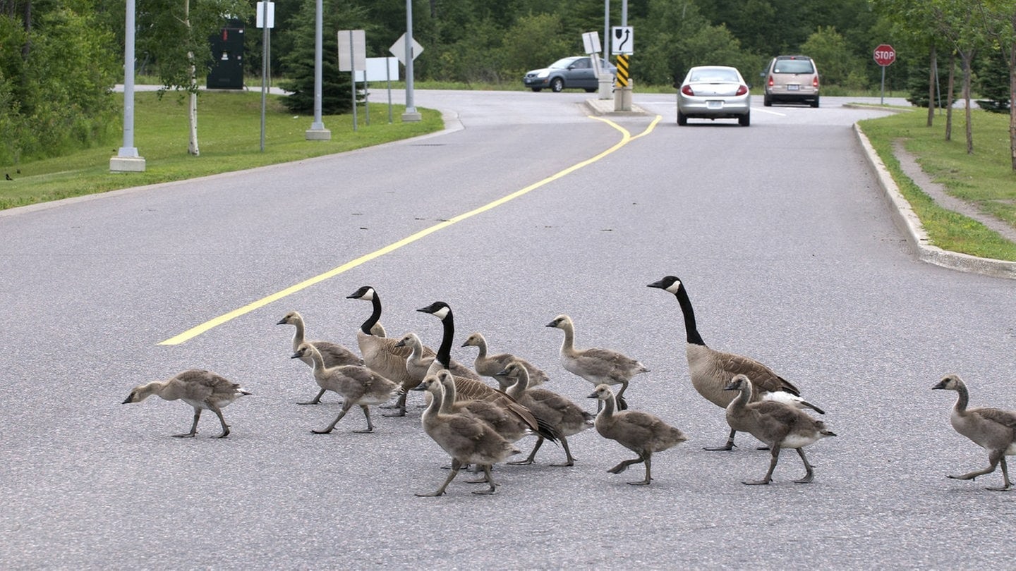 Gänse laufen über eine Straße  (Foto: IMAGO, All Canada Photos)