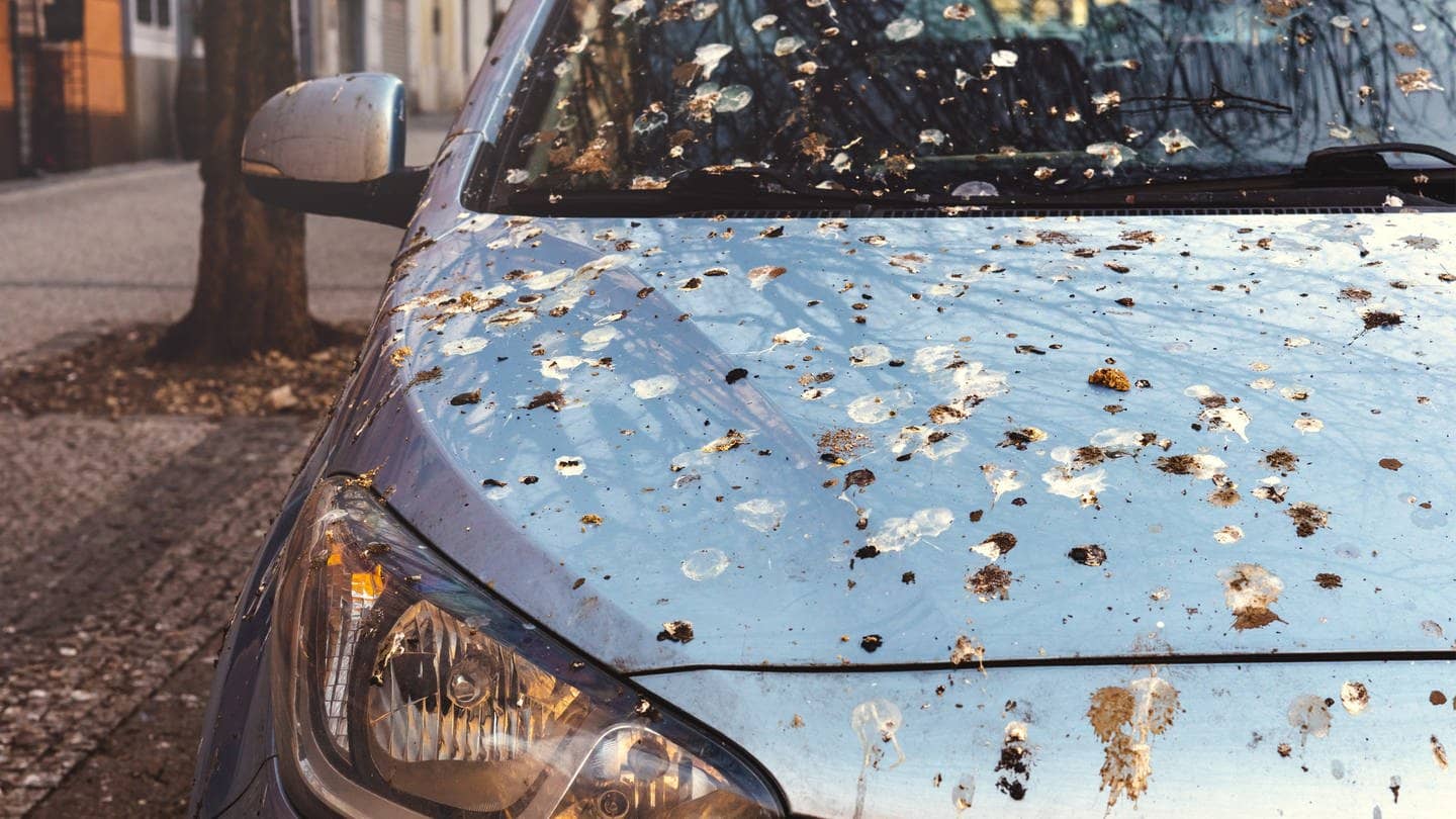 Ein Auto steht auf der Straße und hat auf dem Lack viel Vogelkot, den man mit einfachen Tipps entfernen kann. (Foto: Adobe Stock, czitrox)