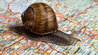 Eine Schnecke auf einer Straßenkarte für den Autoverkehr, bei der man sich fragen kann, woher das Wort Stau kommt