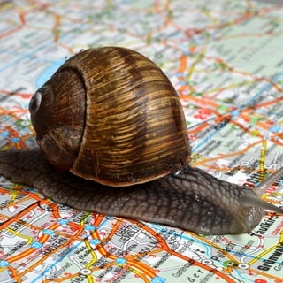 Eine Schnecke auf einer Straßenkarte für den Autoverkehr, bei der man sich fragen kann, woher das Wort Stau kommt