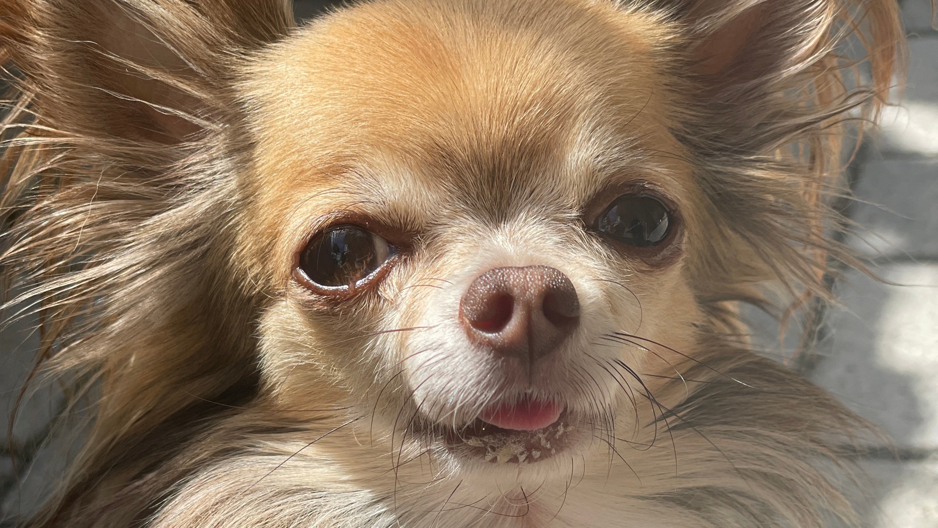 Foto: SWR Chihuahua Charlie (Foto: SWR)