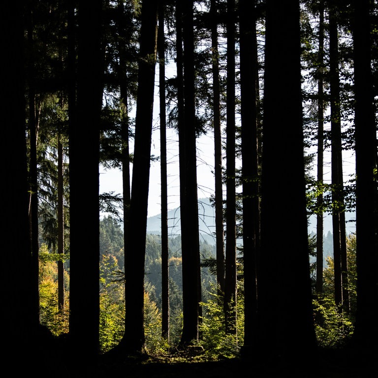 Lehmanns Leben: Schwarzwald (Foto: picture-alliance / Reportdienste, Silas Stein)