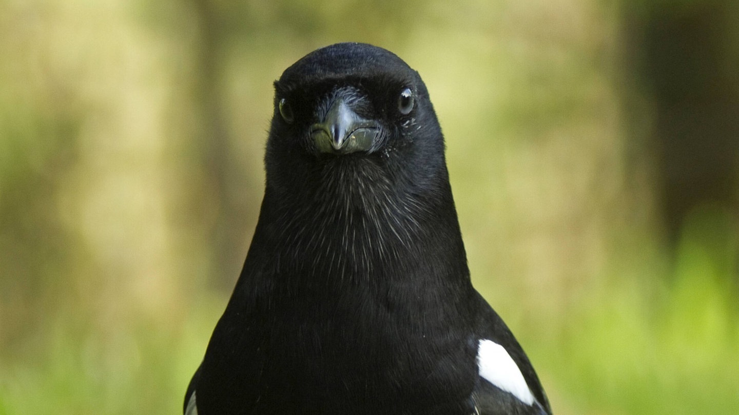 Foto: IMAGO, Imago Die Tierdocs: Elster klaut (Foto: IMAGO, Imago)