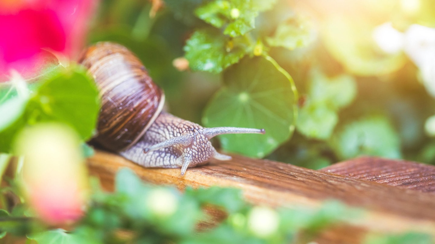 Foto: picture-alliance / Reportdienste, Patrick Daxenbichler Eine Schnecke im Garten (Foto: picture-alliance / Reportdienste, Patrick Daxenbichler)