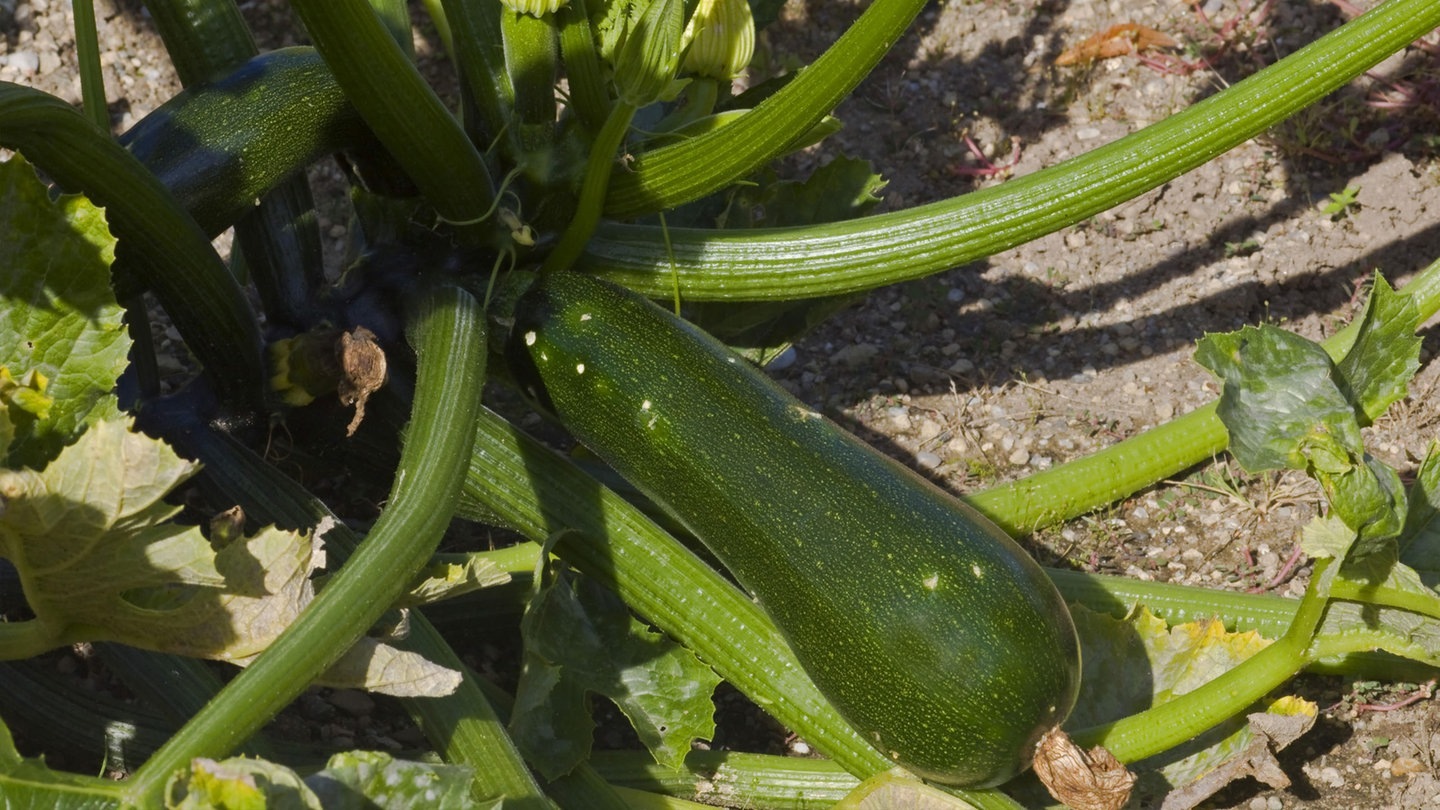 Foto: picture-alliance / Reportdienste, M. Kuehn; Zuccinipflanze mit Zuccini (Foto: picture-alliance / Reportdienste, M. Kuehn;)