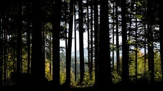 Lehmanns Leben: Schwarzwald (Foto: picture-alliance / Reportdienste, Silas Stein) Lehmanns Leben: Schwarzwald