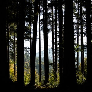 Lehmanns Leben: Schwarzwald