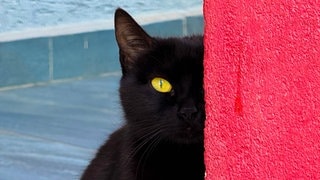 Eine schwarze Katze, die am Freitag, den 13. auf dich und deinen Aberglauben wartet