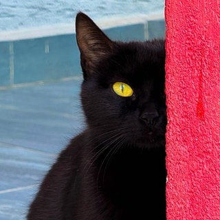 Eine schwarze Katze, die am Freitag, den 13. auf dich und deinen Aberglauben wartet