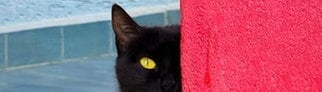 Eine schwarze Katze, die am Freitag, den 13. auf dich und deinen Aberglauben wartet