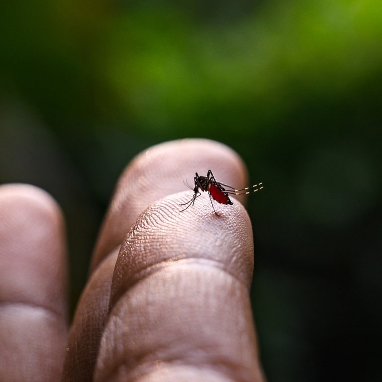 Eine Nahaufnahme einer Steckmücke, die auf einem Finger sitzt (Foto: picture-alliance / Reportdienste, picture alliance / NurPhoto | Soumyabrata Roy)