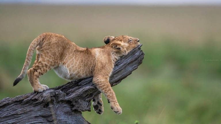 Comedy Wildlife Photography Awards (Foto: Christian Hargasser)