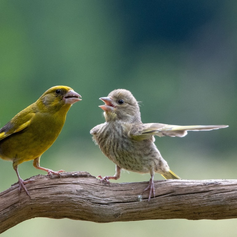 Comedy Wildlife Photography Awards (Foto: Jacek Stankiewic)
