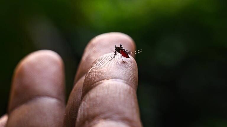 Eine Nahaufnahme einer Steckmücke, die auf einem Finger sitzt (Foto: picture-alliance / Reportdienste, picture alliance / NurPhoto | Soumyabrata Roy)