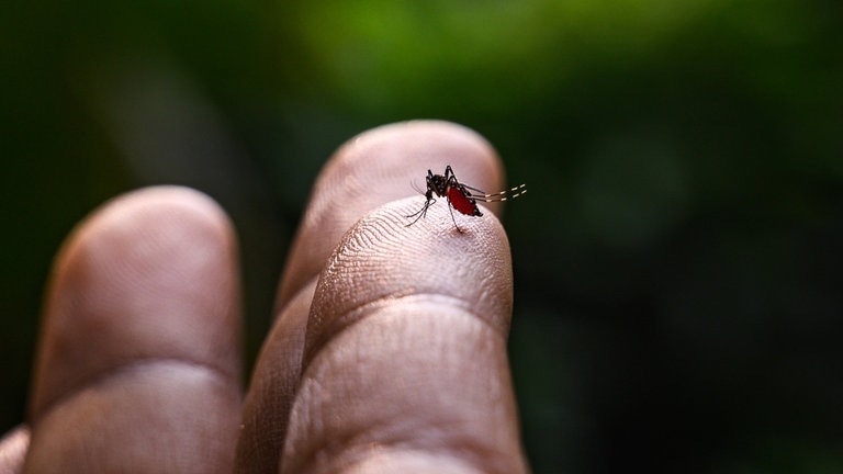 Eine Nahaufnahme einer Steckmücke, die auf einem Finger sitzt (Foto: picture-alliance / Reportdienste, picture alliance / NurPhoto | Soumyabrata Roy)