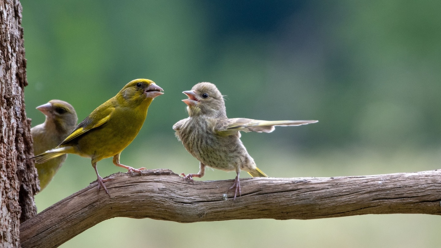 Comedy Wildlife Photography Awards (Foto: Jacek Stankiewic)