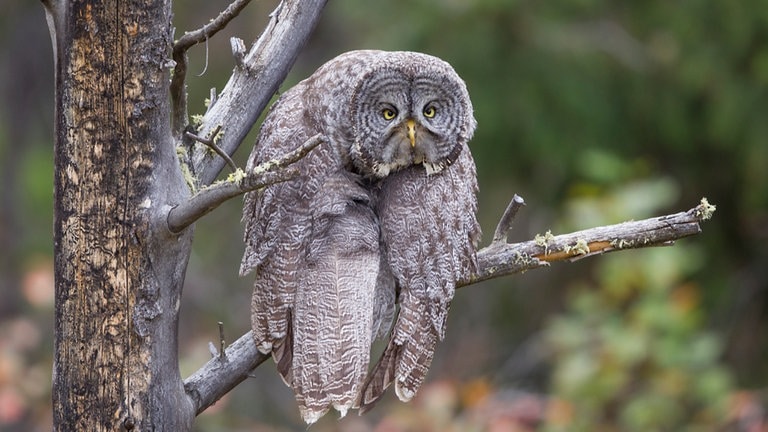 Comedy Wildlife Photography Awards (Foto: John Blumenkamp)