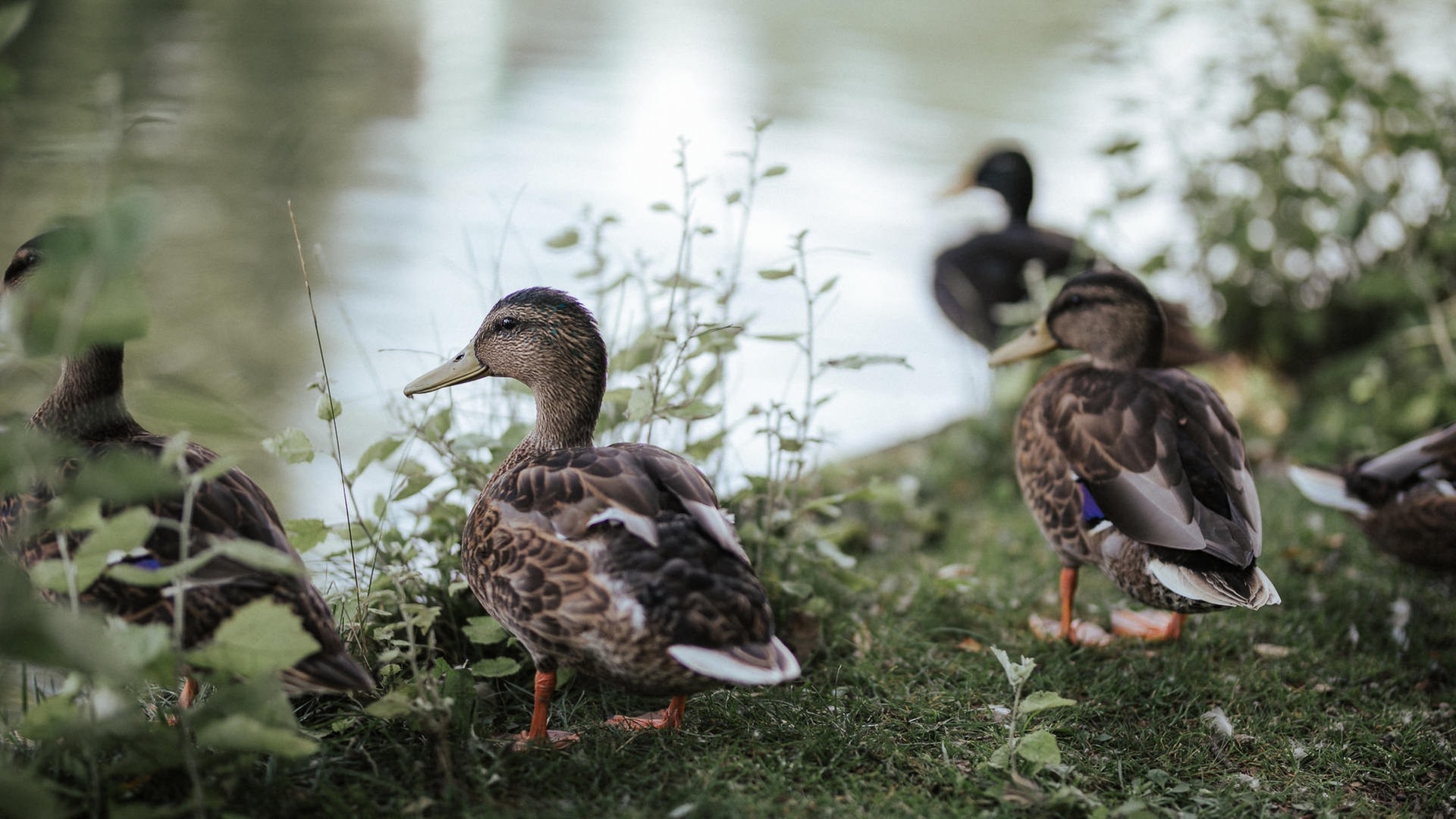 Foto: Niko Neithardt Enten, Einhörner und ihr (Foto: Niko Neithardt)