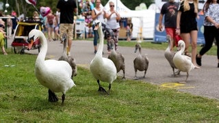 gallery-dasding-NCFLR - IMG_0799.jpg-107368