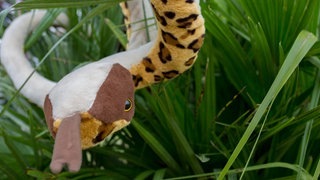 gallery-dasding-NCFLR - IMG_0788.jpg-107367