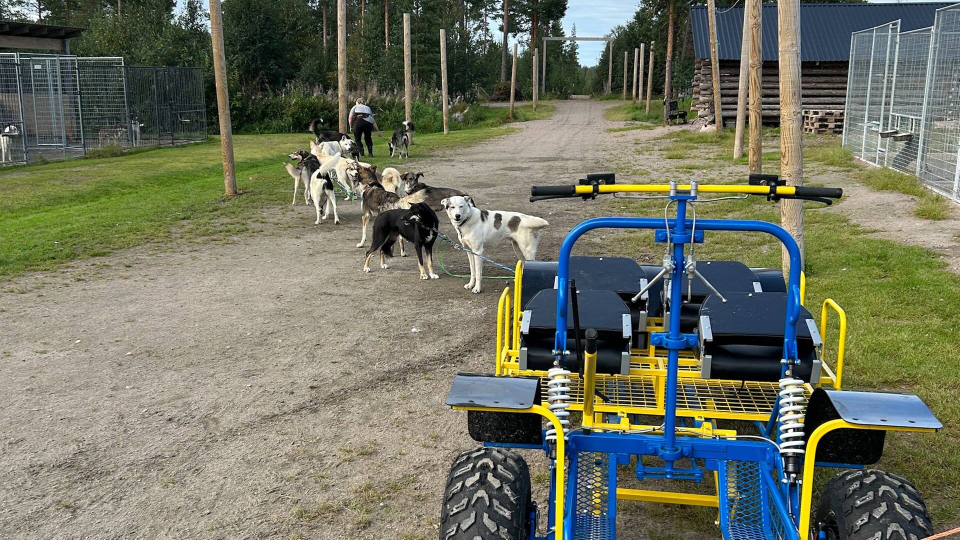 Huskys auf einer Farm in Finnland (Foto: SWR3, Vanessa Auer)
