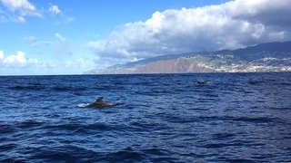 So schön ist Madeira (Foto: SWR3) So schön ist Madeira