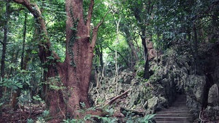 Taiwan: die Natur (Foto: SWR3) Taiwan: die Natur
