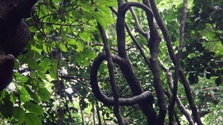 Taiwan: die Natur (Foto: SWR3) Taiwan: die Natur