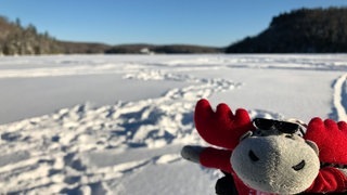 Elch und weg Québec - Gewinnerreise