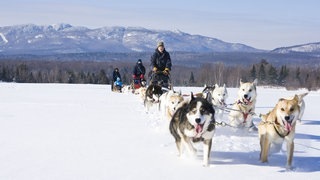 SWR3 Elch und weg – Quebec (Foto: Quebec Original, Vlan Communication) SWR3 Elch und weg – Quebec