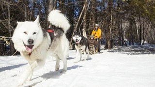SWR3 Elch und weg – Quebec (Foto: Quebec Original, Hamelin, Jean-François) SWR3 Elch und weg – Quebec